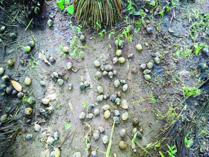 Betel nut hit by heavy rains in Murud | मुरुडमध्ये अतिवृष्टीमुळे सुपारी उत्पादनाला फटका