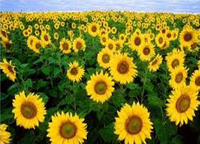At Rs 6,500 per quintal for sunflower farmers still prefer sorghum sowing | साडेसहा हजारांचा भाव असूनही शेतकऱ्यांची सूर्यफुलाकडे पाठ