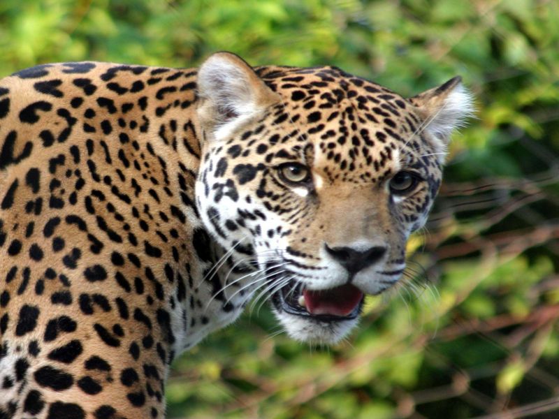 Suspicious death of leopard | जामनेर तालुक्यात बिबट्याचा संशयास्पद मृत्यू
