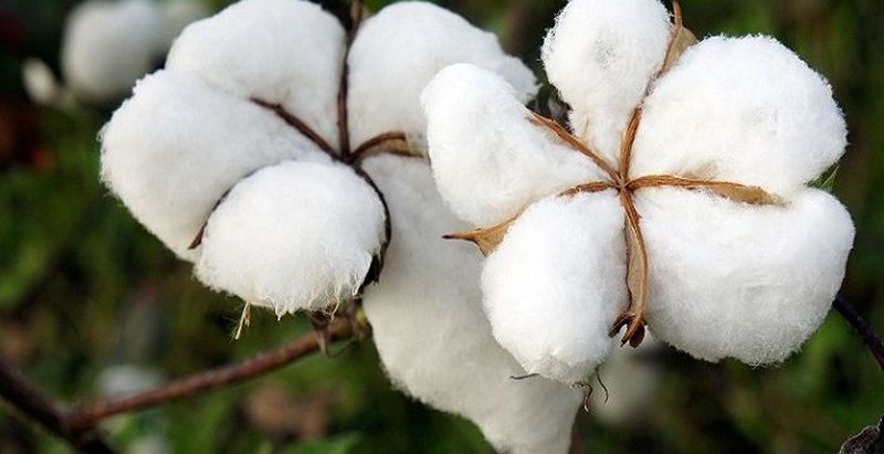 'Suvarna Shubhra': Dr. PDKV developed a new cotton varieties | ‘सुवर्ण शुभ्रा’:  डॉ. पंदेकृविने विकसित केली कापसाची नवीन जात