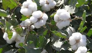 Cotton's new 'suvarna Shubra' varieties develop! | कापसाचे नवे ‘सुवर्ण शुभ्रा’ वाण विकसित!