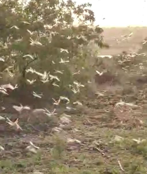 Locust infestation in Narkhed taluka of Nagpur district; Farmers scared | नागपूर जिल्ह्यातील नरखेड तालुक्यात टोळधाडीचा प्रवेश; शेतकरी भयभीत