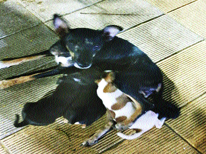 The five puppies of the dog remain intact; The Malad police started investigations | श्वानाच्या ‘त्या’ पाच पिल्लांचे गूढ कायम; मालाड पोलिसांकडून तपास सुरू