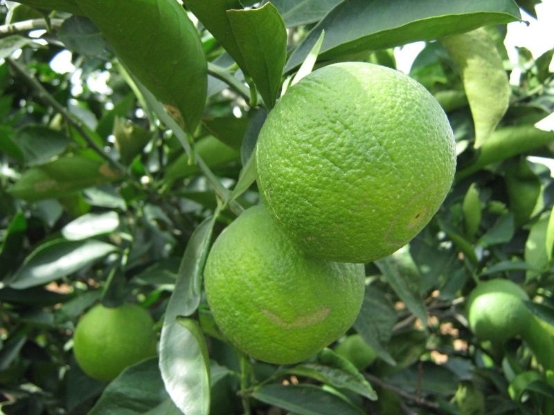 Provision of Rs. 36.44 crore for citrus in Marathwada; Citrus Estate to be set up in Paithan taluka | मराठवाड्यातील मोसंबीसाठी ३६.४४ कोटींची तरतूद; पैठण तालुक्यात उभारणार 'सिट्रस इस्टेट' 