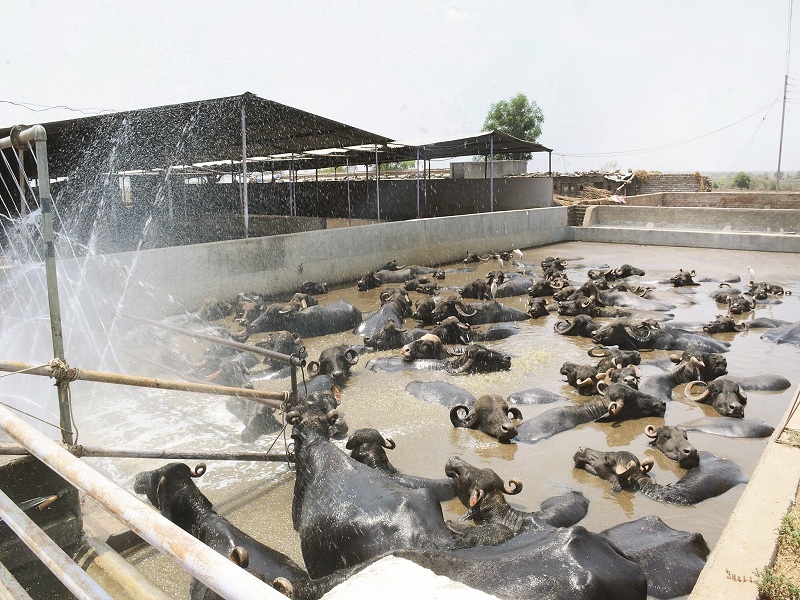 Swimming pool for the buffalo; constructed by the farmer by taking loan | उसनवारीवर पाणी घेऊन शेतकऱ्याने उभारला म्हशींसाठी जलतरण तलाव