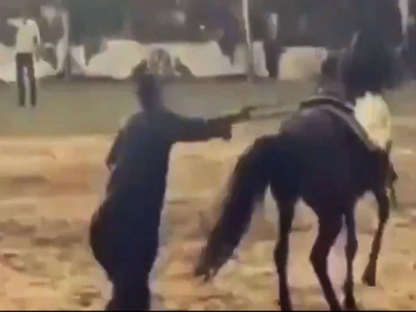 The horse kicked the person dancing and then something like this happened ips said request the horse | Video : डान्स करता करता मालकाला घोड्यानं मारली लात; फटका बसताच मालकानं केलं असं काही....