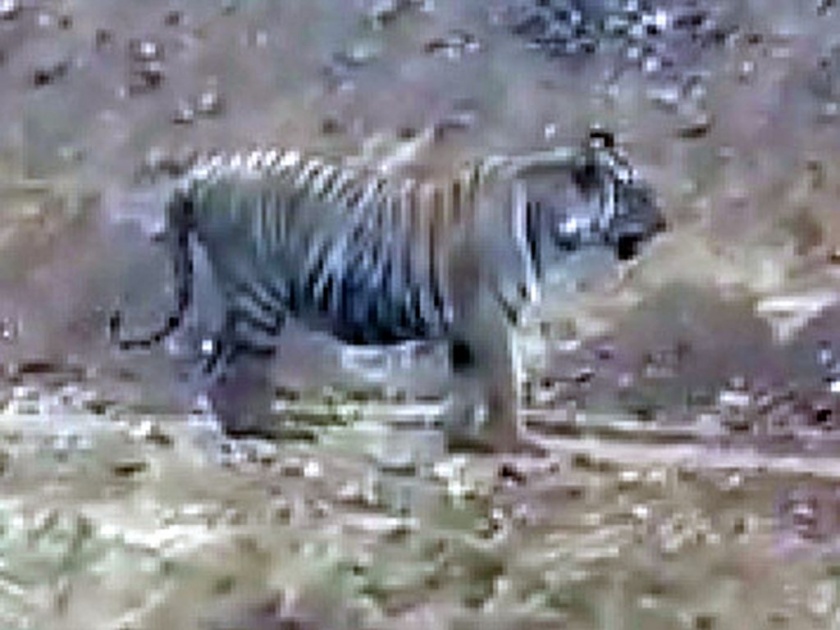 tiger seen nera nagbhid video viral on social media | ‘त्या’ पट्टेदार वाघाची अनेकांना भूरळ, चित्रफीत सोशल मिडीयावर व्हायरल