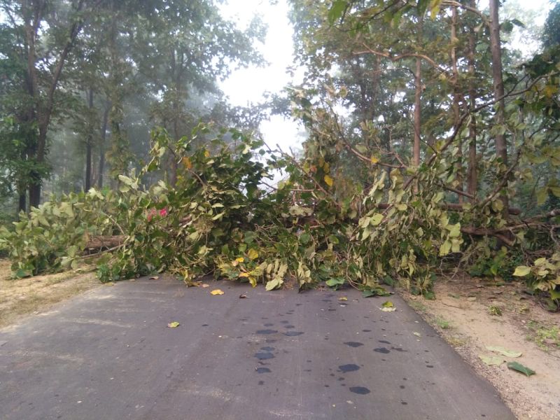 The Alapalli-Bhamragad route was obstructed by Naxalite | झाड पाडून नक्षल्यांनी अडवला आलापल्ली-भामरागड मार्ग