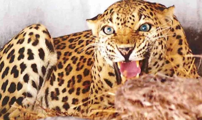 The slain leopard was a full-grown male; The search for a cannibal continues | ठार झालेला बिबट्या होता पूर्ण वाढ झालेला नर; नरभक्षक का झाला य़ाचा शोध सुरू