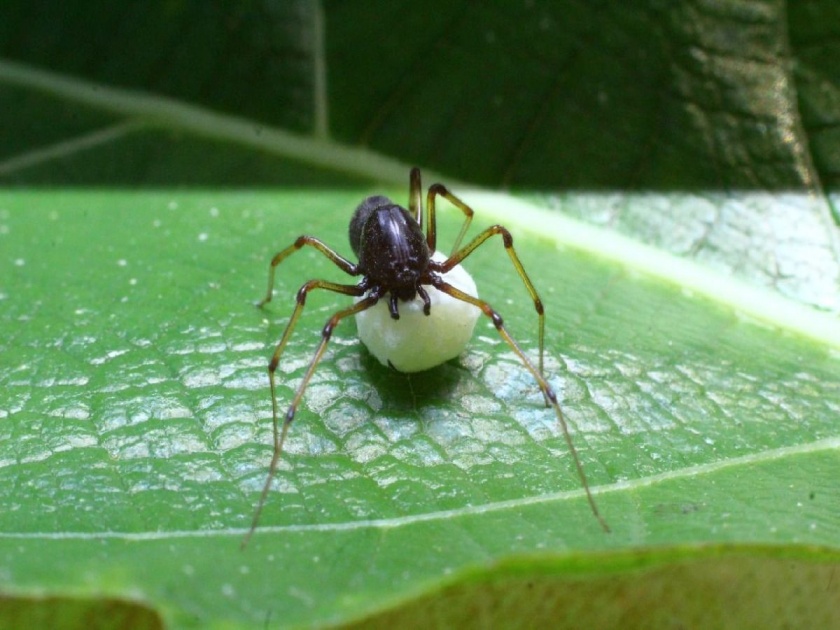 A rare Scytodes fusca spider found in Navegaon Bandh; First time recorded in Maharashtra | नवेगावबांधमध्ये आढळला दुर्मीळ सायटोड्स फस्का कोळी; महाराष्ट्रातील पहिलीच नोंद
