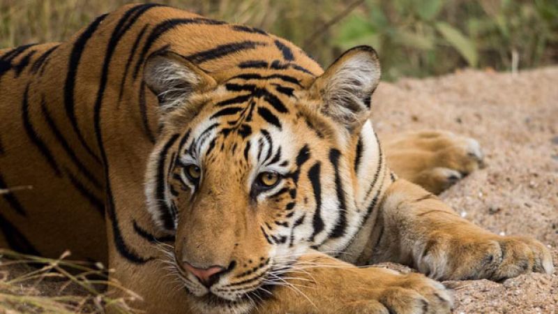 12 calf hunted by tiger; Events in Chandrapur district | वाघाने केली १२ वासरांची शिकार; चंद्रपूर जिल्ह्यातील घटना