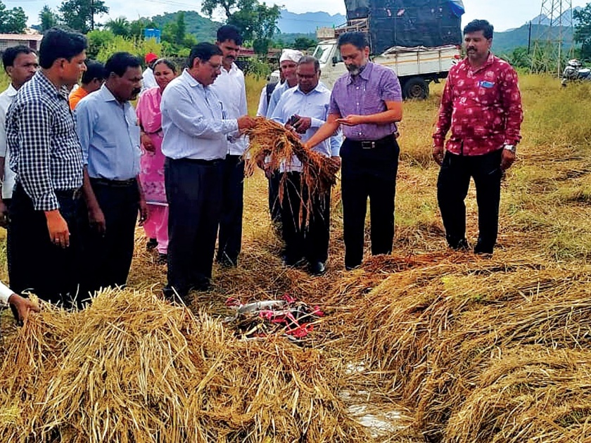 4 hectares of paddy crop hit in district All-party leaders, however, are busy in power | जिल्ह्यात २६,६४४ हेक्टर भातपिकाला बसला फटका; सर्वपक्षीय नेते मात्र सत्तास्थापनेत व्यस्त
