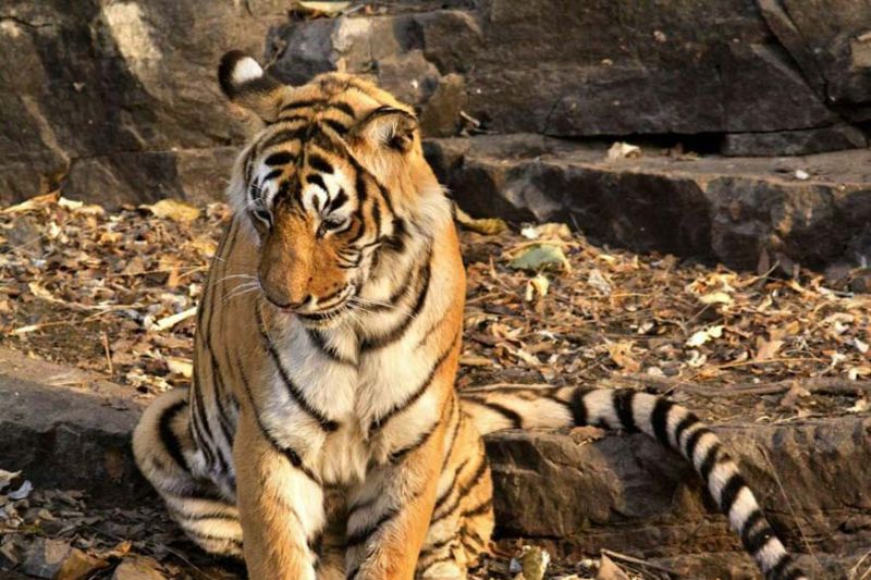 High Court: refuses to give an interim order to keep T-1 tigress alive | हायकोर्ट : टी-१ वाघिणीला जिवंत ठेवण्याचा अंतरिम आदेश देण्यास नकार