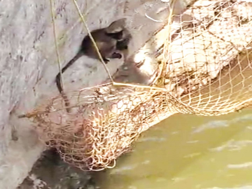 Safer rescued from the well trapped monkey | विहिरीत अडकलेल्या वानराची सुखरूप सुटका