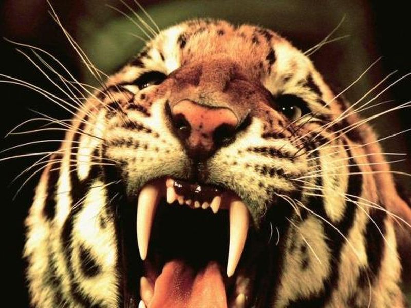 t1 tigress who killed 14 people shot dead in yavatmal | नरभक्षक वाघिणीची अखेर शिकार; वन विभागाची कारवाई