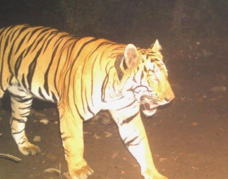 The ‘walker’ tiger settled in Gyanganga was not found | ज्ञानगंगात स्थिरावलेल्या  ‘वॉकर’ वाघाचा शोध लागेना