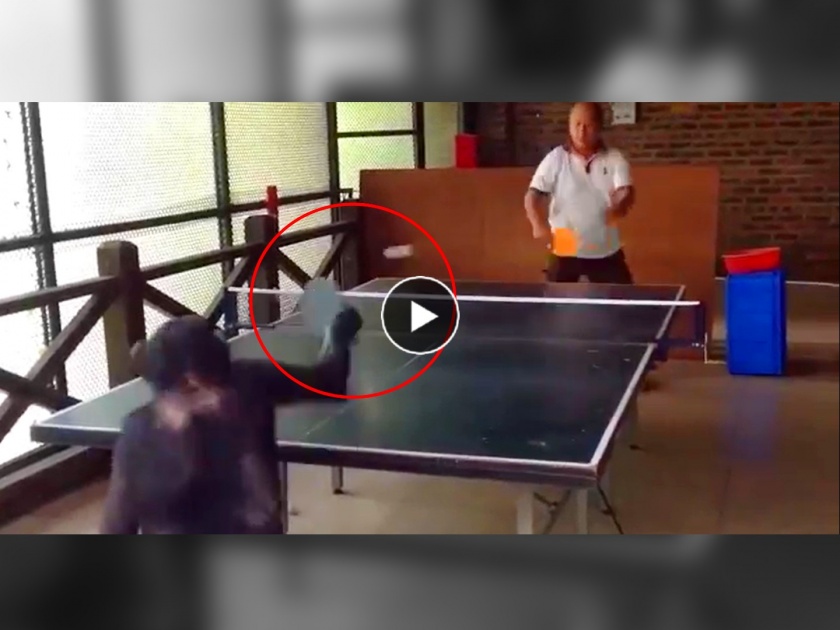 viral video chimpanzee playing table tennis also winning the game with amazing smash you will be stunned | Chimpanzee Table Tennis Video: चिंपांझीला कधी टेबल टेनिस खेळताना पाहिलंय का? पाहा धमाल व्हिडीओ
