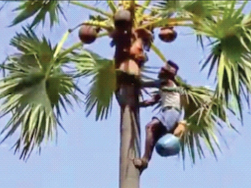 The final whirlwind to the palm business | ताडी व्यवसायाला अखेरची घरघर