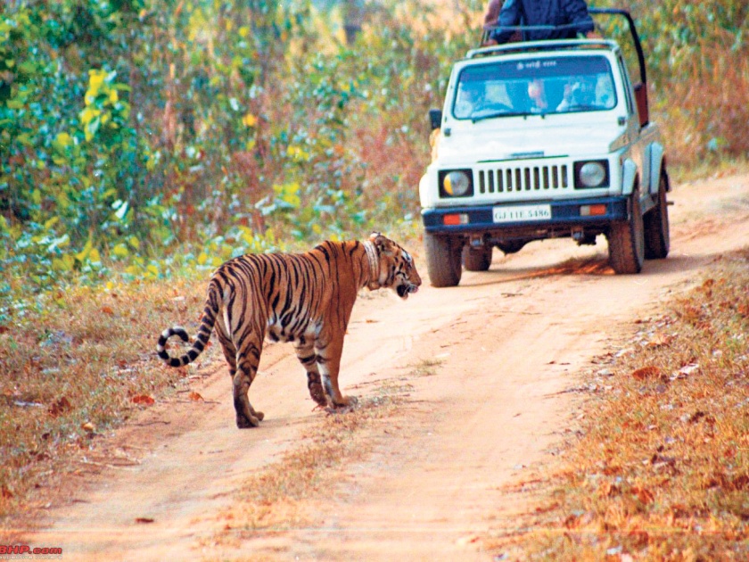 Bogus Tickets for Tadoba Tiger Safari, Mumbai, Chhatrapati Sambhajinagar Tourist Scam | ताडोबा व्याघ्र सफारीची बोगस तिकिटे, मुंबई, छत्रपती संभाजीनगरच्या पर्यटकांची फसवणूक