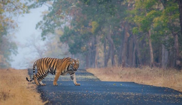 Silk Tourism, an initiative of the Silk Directorate to be launched at the Tadoba Tiger Project; One acre of land available from the Forest Department | ताडोबा व्याघ्र प्रकल्पात सुरू होणार रेशीम पर्यटन, रेशीम संचालनालयाचा उपक्रम; वनविभागाकडून एक एकर जागा उपलब्ध 