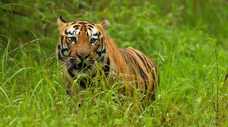 Safety of tigers in Melghat neglected, why no CBI probe? | मेळघाटातील वाघांची सुरक्षा दुर्लक्षित, सीबीआय चौकशी का नाही?