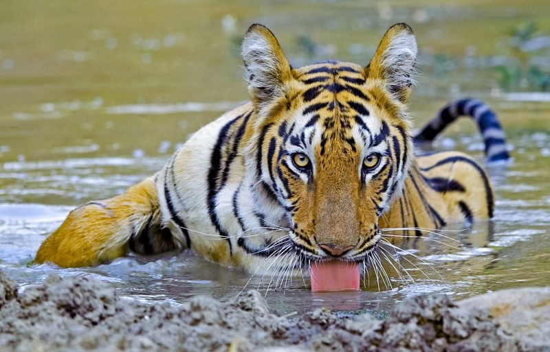 Tourism in the core area of Tadoba Tiger Reserve starts from October 1 | ताडोबा व्याघ्र प्रकल्पाच्या कोअर क्षेत्रात १ ऑक्टोबरपासून पर्यटन सुरू