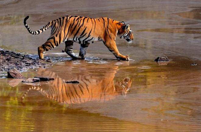 Bramhpuri's e-forest female tiger of Melghat, now will increase the number of tigers in the maharashtra | ब्रम्हपुरीची ई-'वन वाघीण' मेळघाटात, आता राज्यातील वाघांची संख्या वाढणार