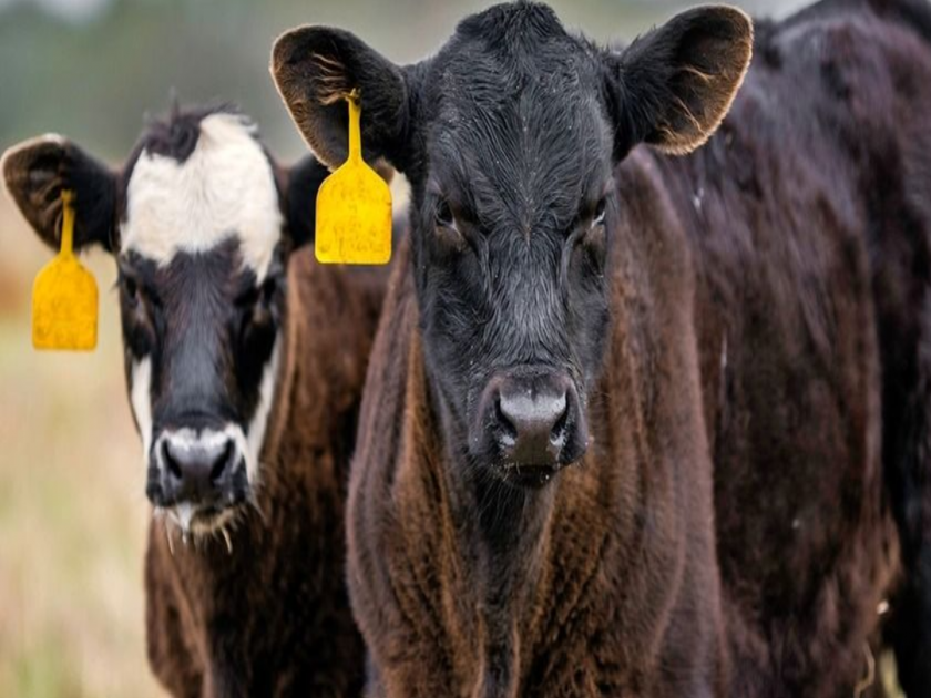 Important for farmers, if there is no tagging, the sale and purchase of animals will be banned from June 1 | शेतकऱ्यांसाठी महत्वाचे, टॅगिंग नसेल, तर १ जूनपासून जनावरांची खरेदी-विक्रीला बंदी