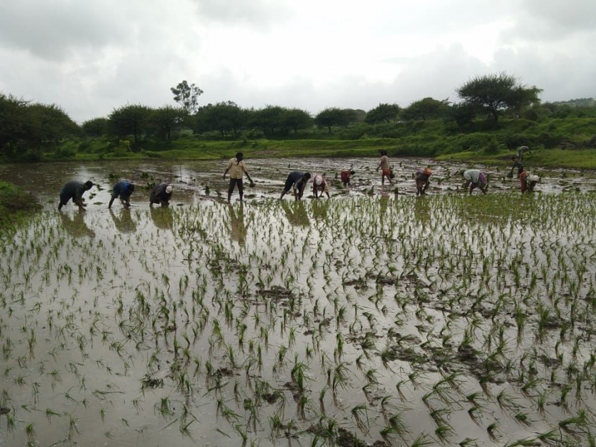 Relief to farmers due to incessant rains | पावसाच्या संततधारेमुळे शेतकऱ्यांना दिलासा