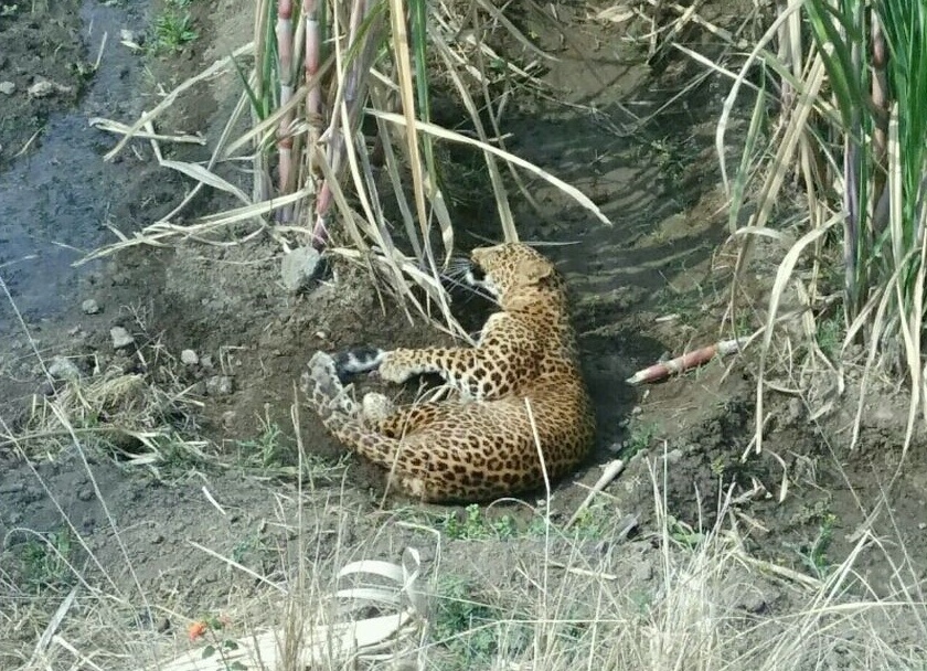 A 15-day seated in a leopard cage in the premises of Karjuleharya area | १५ दिवसापासून कर्जुलेहर्या परिसरात धुमाकूळ घालणारा बिबट्या पिंज-यात जेरबंद