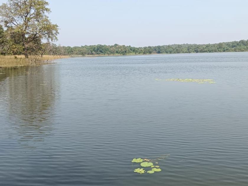 Bhandara The lake is shallow prone to encroachment How to increase irrigation | भंडारा : तलाव उथळ, अतिक्रमणाचा विळखा; कसे वाढणार जलसिंचन?