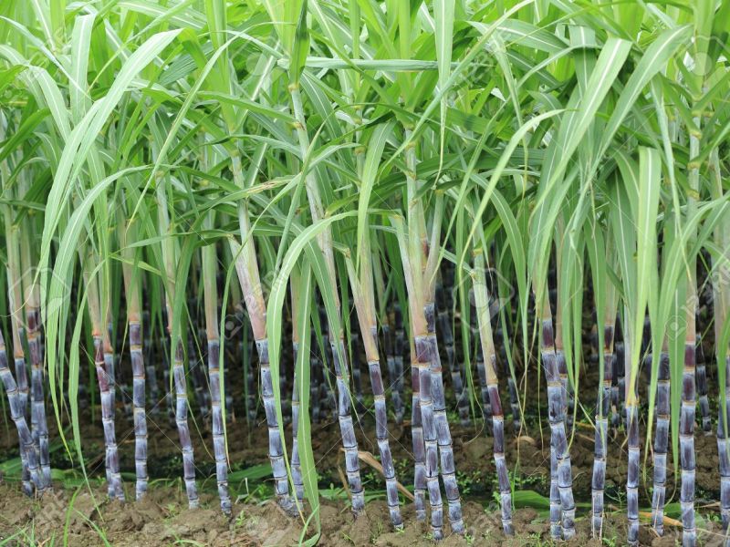 Talegaon sugarcane leaves for Dubai | तळेगावचा ऊस निघाला दुबईला