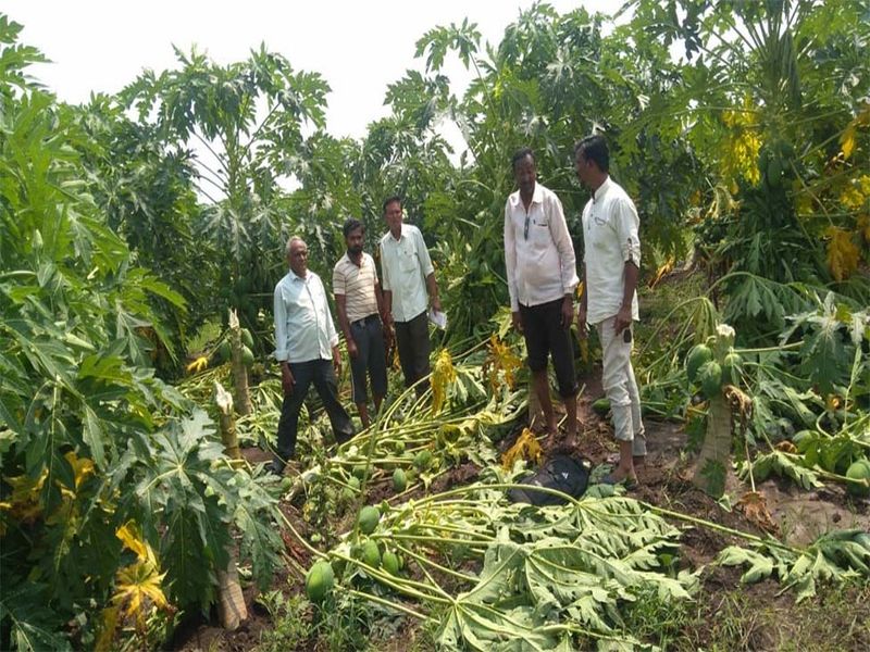 Cotton, papaya damages in thorny rain | वादळी पावसाने तळोद्यात कापूस, पपईचे नुकसान