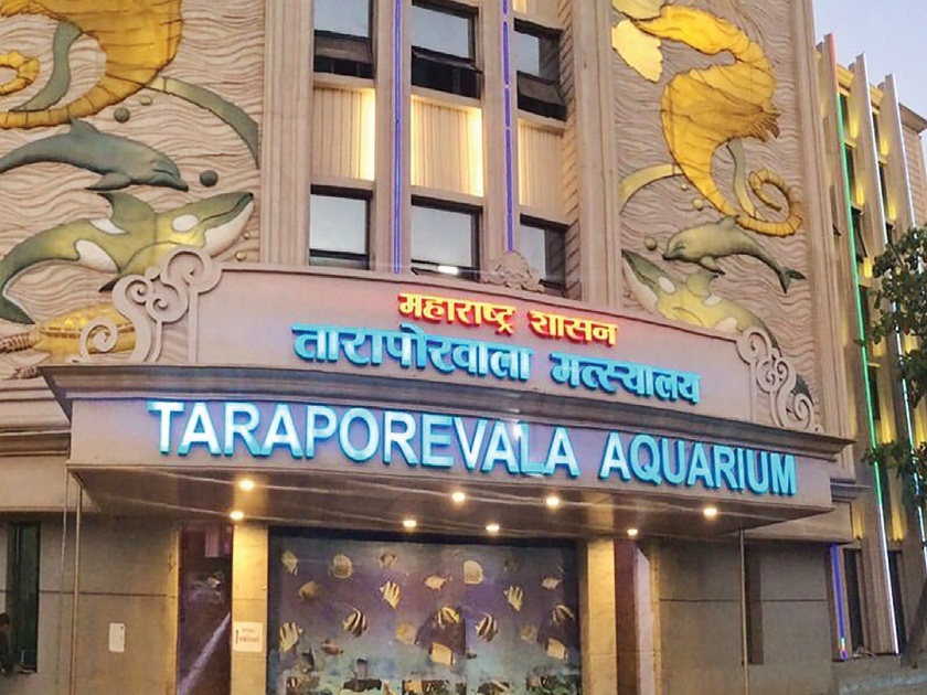 Elegant fish shortage in Taraporewala aquarium | तारापोरवाला मत्स्यालयात शोभिवंत मासे कमी