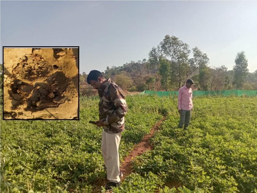 That animal found in Dhamod Shirgaon area is the only tars, revealed by the forest officials | धामोड-शिरगांव परिसरात आढळलेला 'तो' प्राणी तरसच, वन अधिकाऱ्यांचा खुलासा