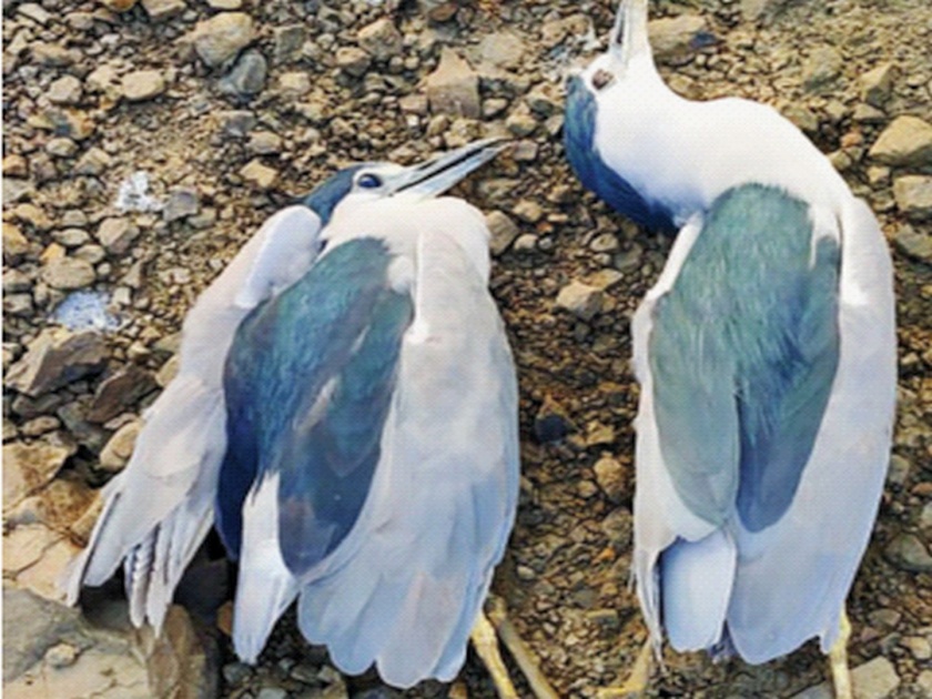 Successful bird poisoning for taxidermy? | टॅक्सीडर्मीसाठी सफाळेत पक्ष्यांवर विषप्रयोग?