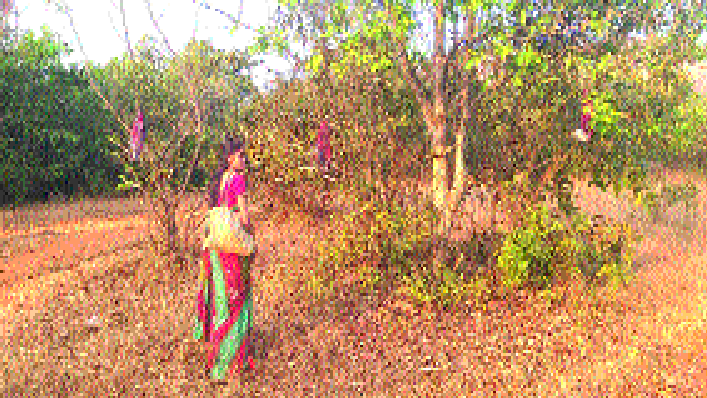 Shastri school going from school to school | जंगलातून शाळेत जाताना चिंधी ठरली दिशादर्शक - पळ्याचा वाडा शाळा