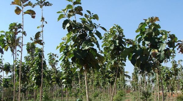 2.62 crore trees will be planted in Nagpur division | नागपूर विभागात लागणार २.६२ कोटी वृक्ष