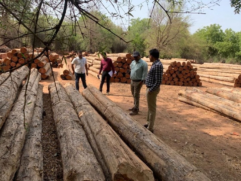 The teak wood from Ballarpur depot will be use for new Parliament building In Delhi | नव्या संसद भवनाचे सौंदर्य खुलविणार बल्लारपूरचे सागवान; ३०० घनमीटर दर्जेदार लाकूड खरेदी