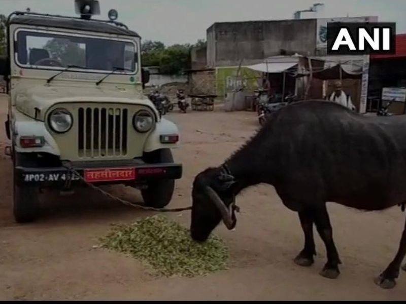 The Gandhigiri of the farmer, the jeep of a seeker demanding a bribe was built | 'शेतकऱ्याची गांधीगिरी', लाच मागणाऱ्या तहसिलदाराच्या जीपलाच बांधली म्हैस