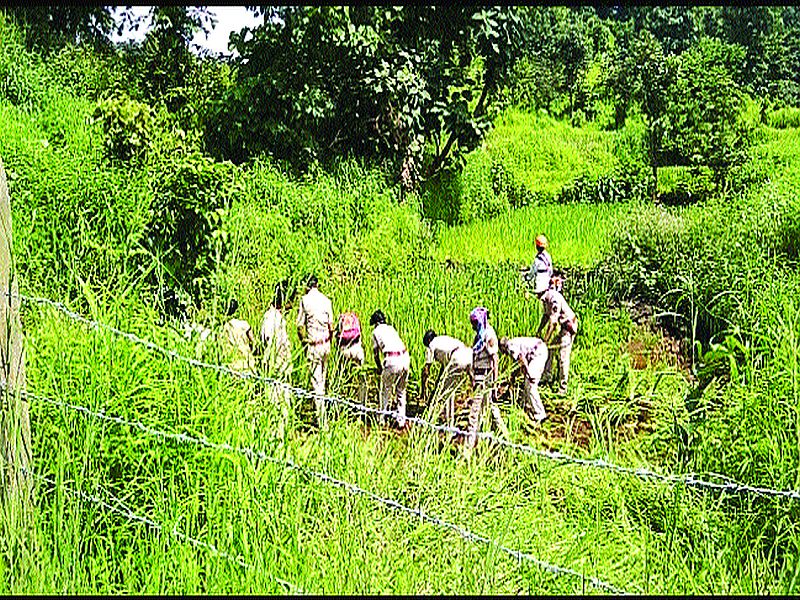 Forest department action on paddy cultivation in Telangana Agitation to organize tribal, labor unions | तेलंगवाडीत भातशेतीवर वनविभागाची कारवाई! आदिवासी, श्रमजीवी संघटना करणार आंदोलन
