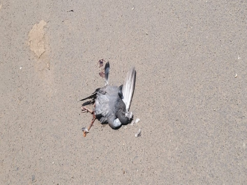 There were cases of birds falling to the ground due to heat stroke in Satara city and area | उन्हाचा फटका, आकाशात उडणारे पक्षी जमिनीवर लागले कोसळू
