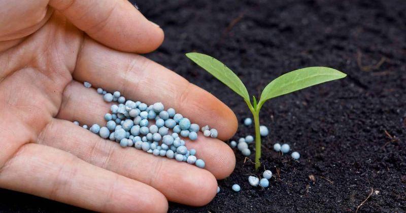 Ten rules of Fertilizer Use for Crops | पिकांसाठी खत वापराची दशसूत्री