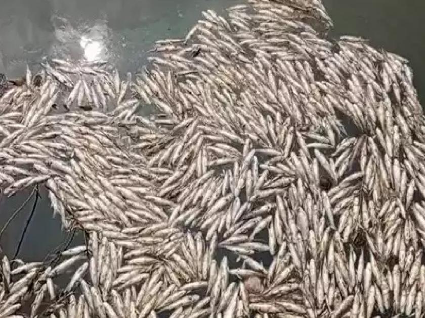 Contaminated water in Panchganga river, dead fish littered on Terwad dam | Kolhapur: पंचगंगा नदीत दूषित पाणी, तेरवाड बंधाऱ्यावर मृत माशांचा खच; अधिकाऱ्यांनी प्रदूषित पाण्याचे घेतले नमुने