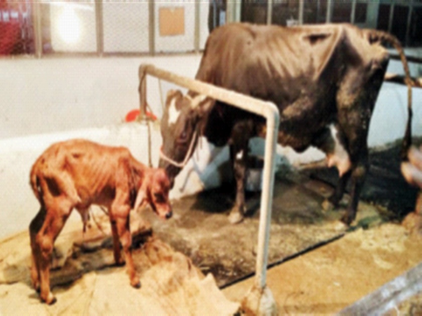 In Pune, the test tube baby of a native cow was done for the first time | पुण्यात देशी गायीला टेस्ट ट्यूब बेबी, प्रथमच झाला प्रयोग