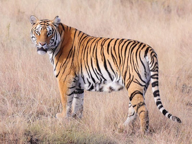 In Tiger attack, farmers take serious, hospital treatment | वाघाच्या हल्ल्यात शेतकरी गंभीर, रुग्णालयात उपचार सुरू