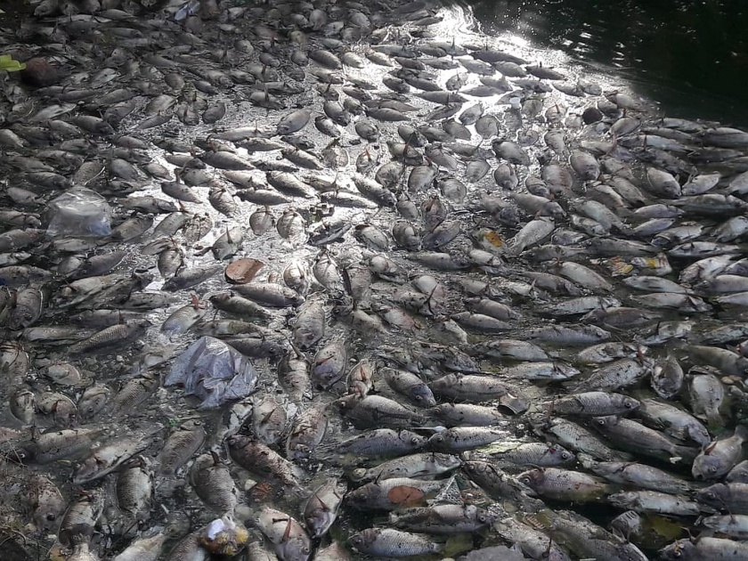 dead fish found floating in khidkaleshwar temple pond | Video - ठाण्यातल्या खिडकाळेश्वर मंदिर तलावात मृत माशांचा खच