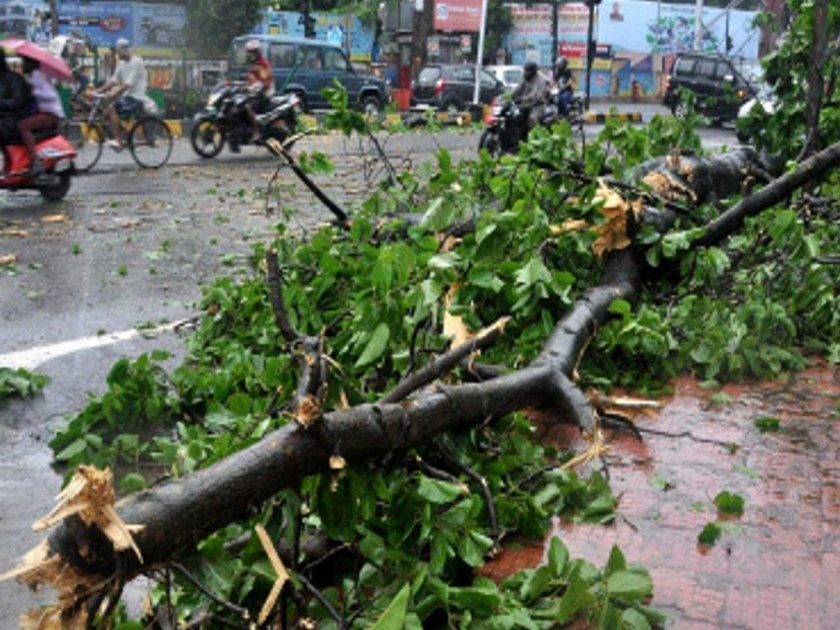 Drizzle of rain in the district; The trees collapsed | जिल्ह्यात पावसाची रिपरिप; झाडे कोसळली