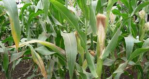 The maize area has increased five times in Washim district | वाशिम जिल्ह्यात मक्याच्या क्षेत्रात पाच पटीने वाढ
