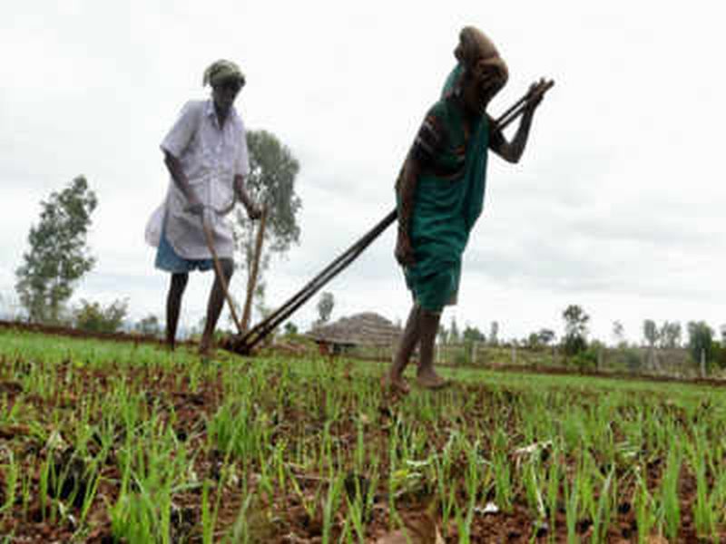 The sowing of rabi season will increase | रब्बी हंगांमातील पेरा वाढणार